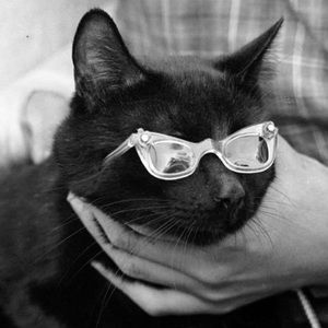 Meet your Posher, Sydney